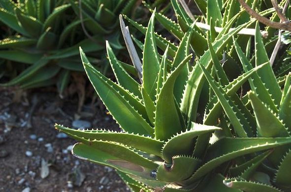 Aloe Vera Succulent
