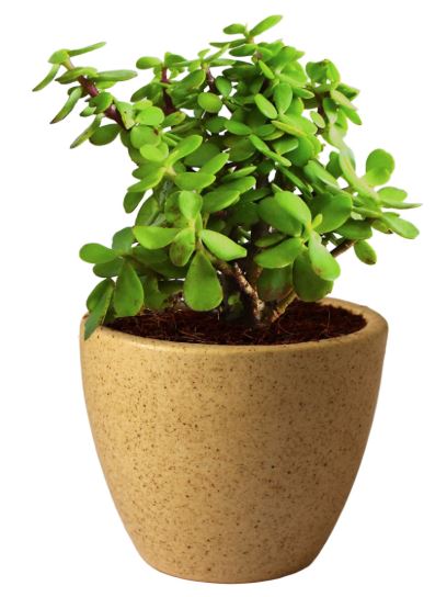 Succulent Jade Plant in Ceramic Pot