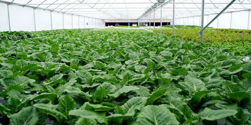 Huge greenhouse with 1000s of plants fed by hydroponics